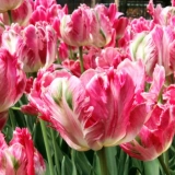 Iskusni savjet: kako posaditi tulipane u jesen u zemlju